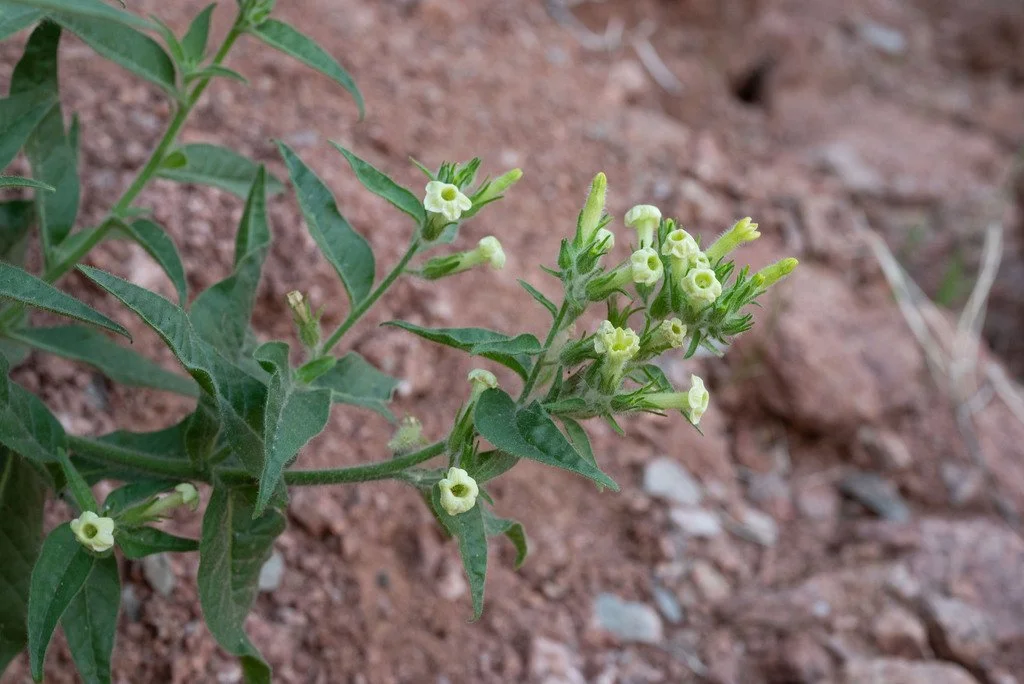 Desert Tobacco (Nicotiana obtusifolia) — Spadefoot Nursery, Inc.